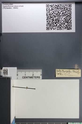 Media type: image;   Entomology 560713